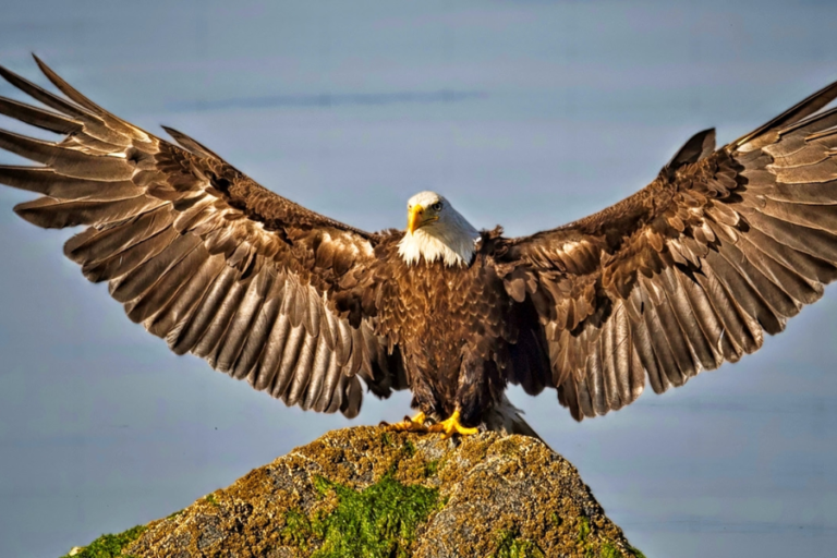 Unveiling the Hancock Bird: A Symbolic Journey Across Cultures and Time